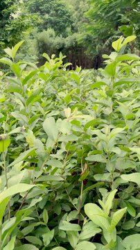 Lush green guava plants growing in nursery