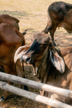 A brown Brahman-type cattle with distinctive long drooping ears standing among a herd in a rural livestock enclosure, representing tropical cattle farming.