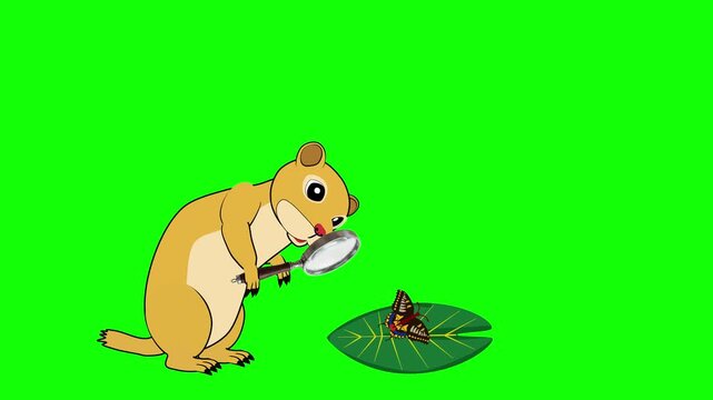 Ground Squirrel Examining Butterfly Through Magnifying Glass Animation