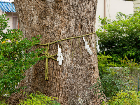 注連縄が巻かれた神社の御神木