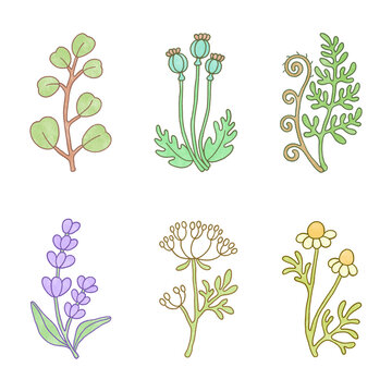 Vintage botanical pattern on a white background. Isolated hand-drawn lavender, chamomile, Queen Anne&rsquo;s lace, eucalyptus, fern, poppy pods. Cute craft pastel design, line art cozy cottagecore style.