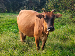 Naklejka premium Front View of Brown Cow Standing in Green Grass during Sunny Day