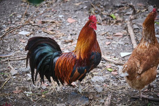 Majestuoso Gallo de corral que luce orgulloso su pelaje cobrizo y luminosos