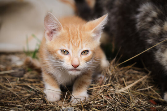 Gatito atigrado amarillo mira con miedo y preocupaci&oacute;n al fot&oacute;grafo mientras da sus primeros pasos