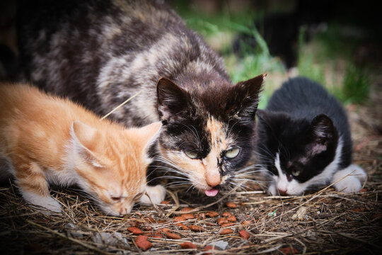 Dos gatitos al cuidado de su madre comiendo en el suelo, mientras si madre controla la situaci&oacute;n