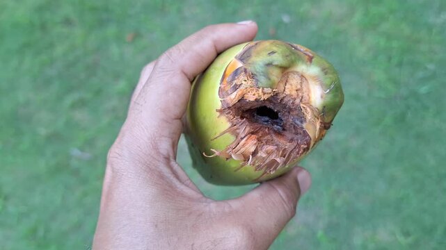 Farmer Holding Damaged Young Green Coconut Cocos Nucifera with Pest Hole on Husk in Garden for Agriculture and Plant Disease Concept