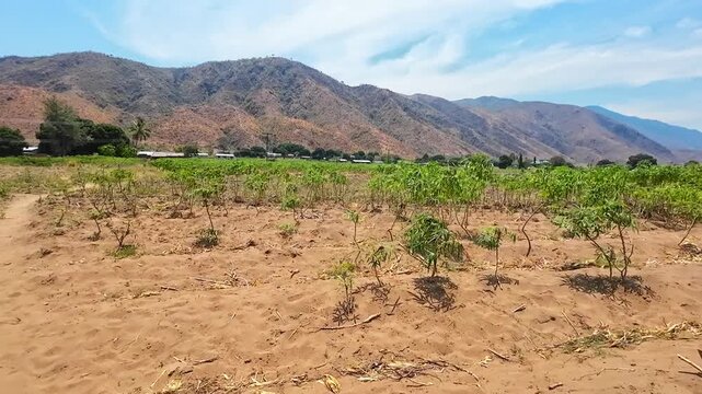 Young crops grow in raised rows of dry soil in a remote Malawi village, with simple rural surroundings and mountains visible in the distance.