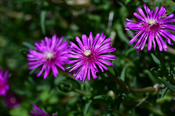 Fototapeta premium Close up of vibrant pink iceplant flowers blooming in the garden under bright midday sunlight