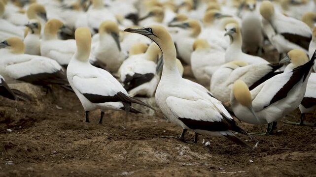 Cape gannet pairs stand and shuffle across a tightly packed breeding raft on bare ground in soft overcast light.