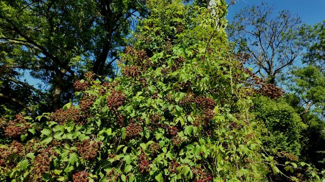 Sunlit on ripening blackberries on brambles climbing up telephone post