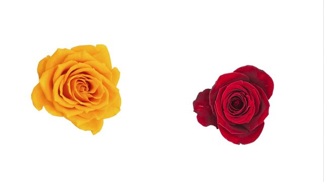 回転する赤薔薇・オレンジ色の薔薇