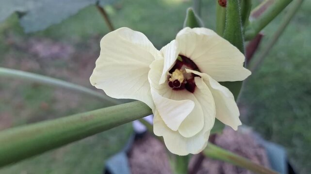 Close Up of Blooming Cream Yellow Okra Flower Abelmoschus Esculentus with Dark Center in Garden for World Food Day and Agriculture