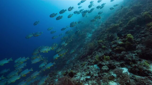 Underwater shot of huge school of fish swimming down a deep tropical reef in Peleliu, Palau