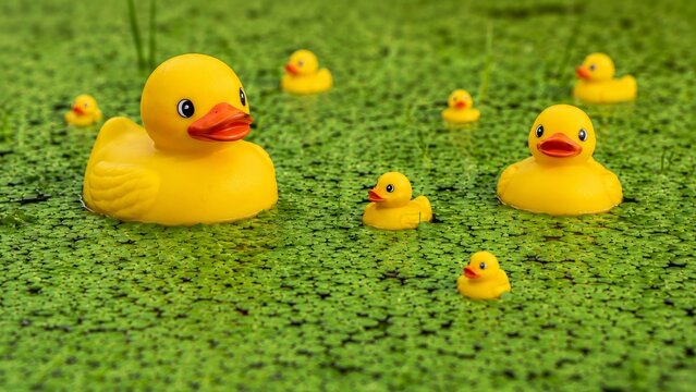 Duckweed covers a green pond around two large yellow rubber ducks and smaller ducklings, creating a playful family metaphor for aquatic habitat, sustainability, water quality, and environmental care.