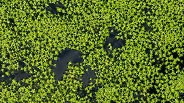 Duckweed forms a dense green carpet across still freshwater with dark open channels, highlighting aquatic plant growth, wetland ecology, nutrient uptake, natural filtration, and ecosystem processes.