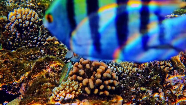 Reef fish feed among corals on a shallow reef in Sharm El Sheikh, Egypt.