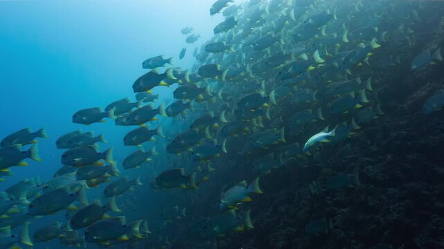 Underwater shot of huge school of fish swimming down a deep tropical reef in Peleliu, Palau