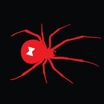 Black widow spider vector illustration