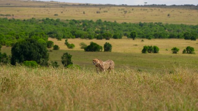 Solitary Cheetah Surrounded by Golden Grass and Endless African Plains