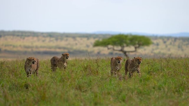 Four Cheetahs Moving Through Tall Grass with the African Savannah Stretching Behind Them