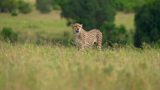 African Cheetah Exploring the Open Hillside Above the Maasai Mara Plains