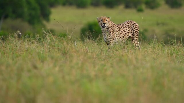 Wild Cheetah Standing in Tall Grass with a Scenic Maasai Mara Panorama