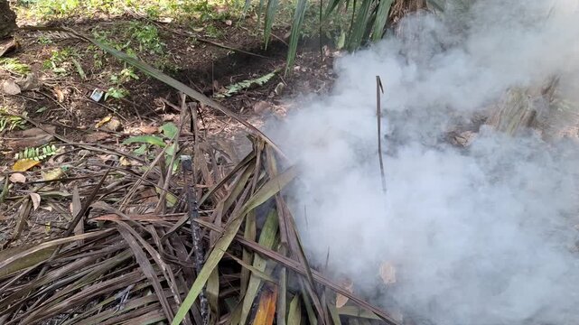 Thick White Smoke Rising from Burning Dry Leaves and Garden Waste on Soil Ground for Yard Cleanup and Agriculture Concept