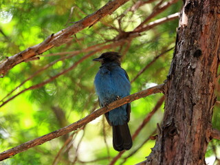 Naklejka premium Steller's jay (Cyanocitta stelleri) perched on a pine tree branch in Yosemite National Park, California, United States