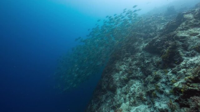 Underwater shot of huge school of fish swimming down a deep tropical reef in Peleliu, Palau