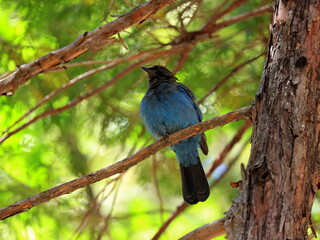 Naklejka premium Steller's jay (Cyanocitta stelleri) perched on a pine tree branch in Yosemite National Park, California, United States