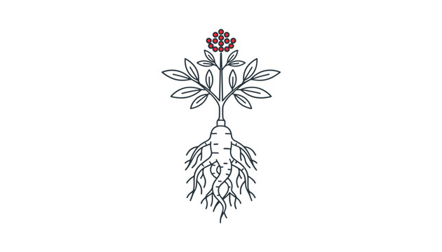 Artistic botanical drawing of a ginseng root with leafy stems and red berries shown in a clear minimalist linear style on white.