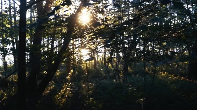 Sunlight breaking through forest trees at sunset with calming shadows