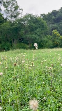 Natural green grass field