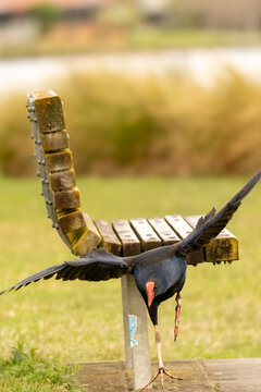 Pukeko
