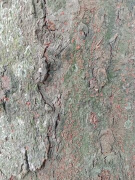 Rough tree bark texture with green moss, vertical red dot rows and white lichen patches