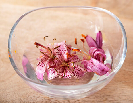 plant tincture in studio