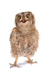 Obraz premium Eurasian scops owl