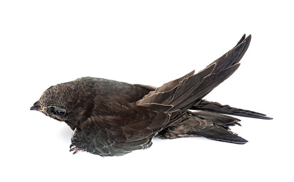 young Common swift