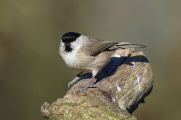 Fototapeta premium Marsh Tit Bird (Poecile palustris) Perched on a Tree Branch in Wild Nature