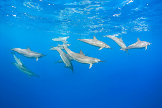 Spinner Dolphins Swimming in Clear Blue Water in Mauritius