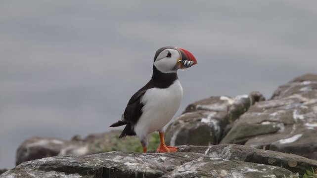 Atlantic puffin carrying a beak full of sand eels