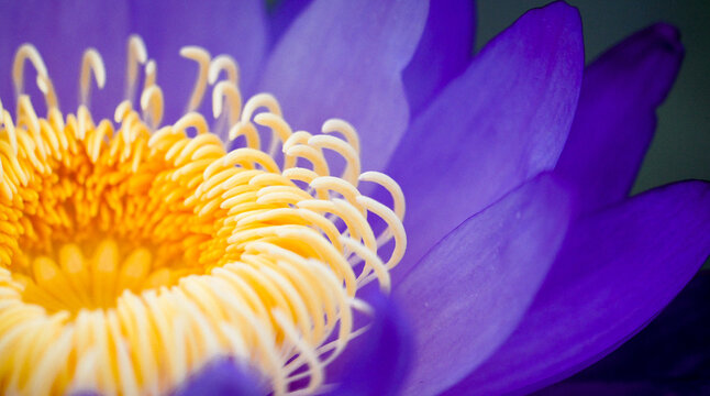Close-up of purple-blue petals and dense, curly bright yellow stamens