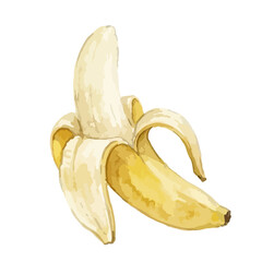 Vector watercolor banana © Menhikki