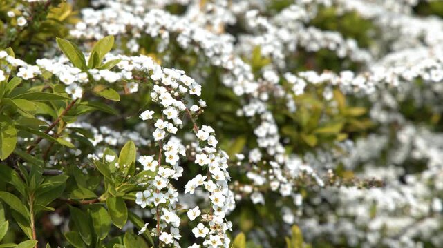 White Thunberg Spiraea Flowers Blooming on Shrub in Spring