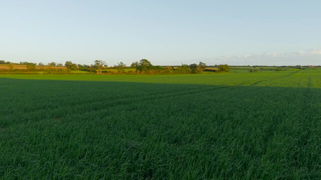 Soil Fertility supporting vigorous cereal crop growth across productive farmland. Green wheat vegetation covering agricultural acreage during active spring development. Food production landscape