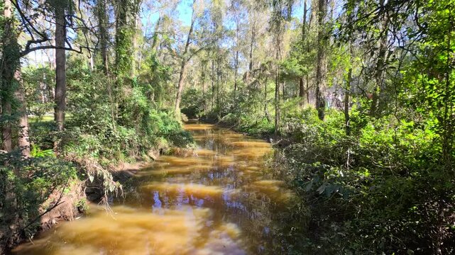 Sunlit Murky Creek Flowing Through Dense Eucalyptus Forest