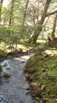 Serene Stream Flowing Through Kenrokuen Garden in Kanazawa