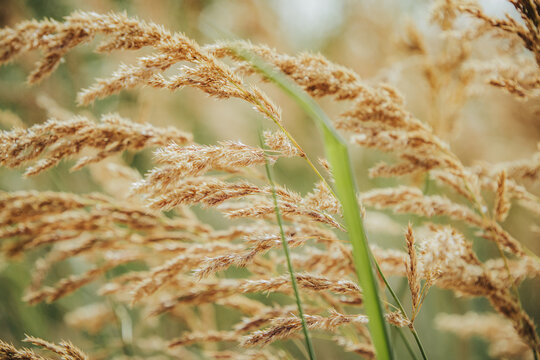 A close-up of golden wild grass seed heads and green leaves glowing in warm natural light against a softly blurred meadow background.