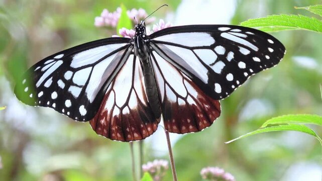 花畑で花蜜を吸い、翅を羽ばたかせて飛び立つアサギマダラのクローズアップ  渡り蝶  4K