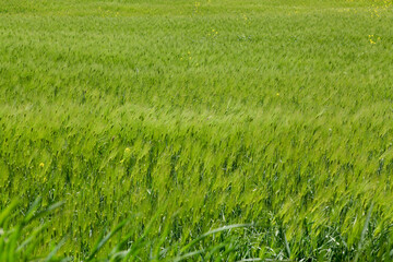 Obraz premium Fresh Green Barley Field Growing in Spring Countryside